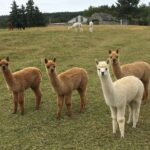 Alpacas