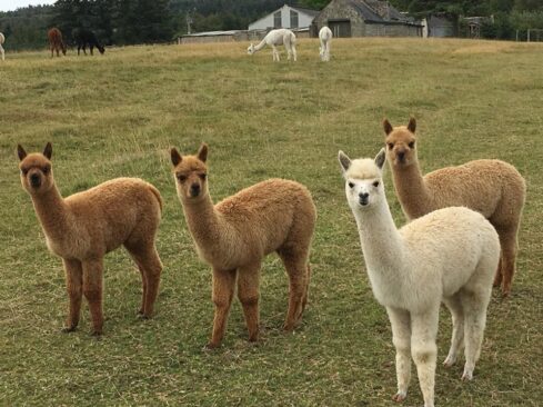 Alpacas