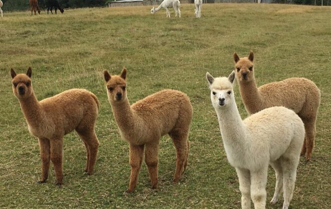 Alpacas