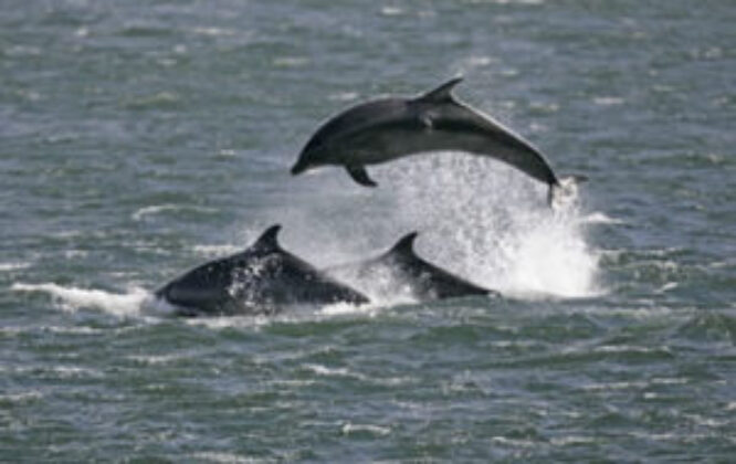 WDC Scottish Dolphin Centre