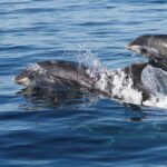 dolphins off the moray coast