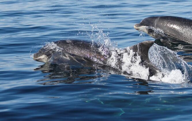 dolphins off the moray coast