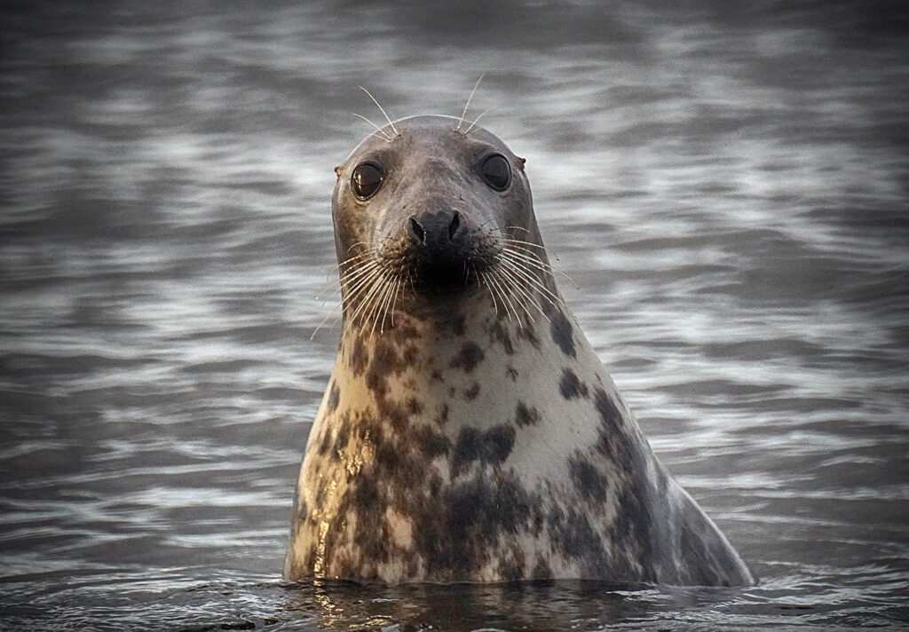 Picture of a Curious Seal by Colin Shearer