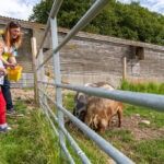 People feeding the goats