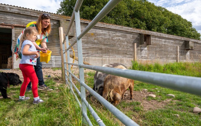 People feeding the goats