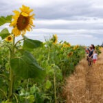 Sunflowers at Byres Farm