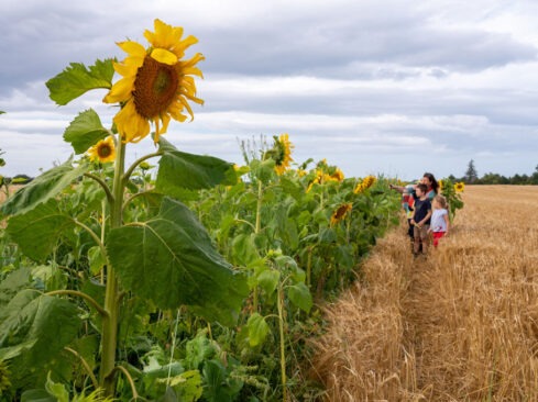 Sunflowers at Byres Farm