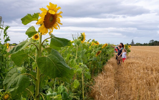 Sunflowers at Byres Farm