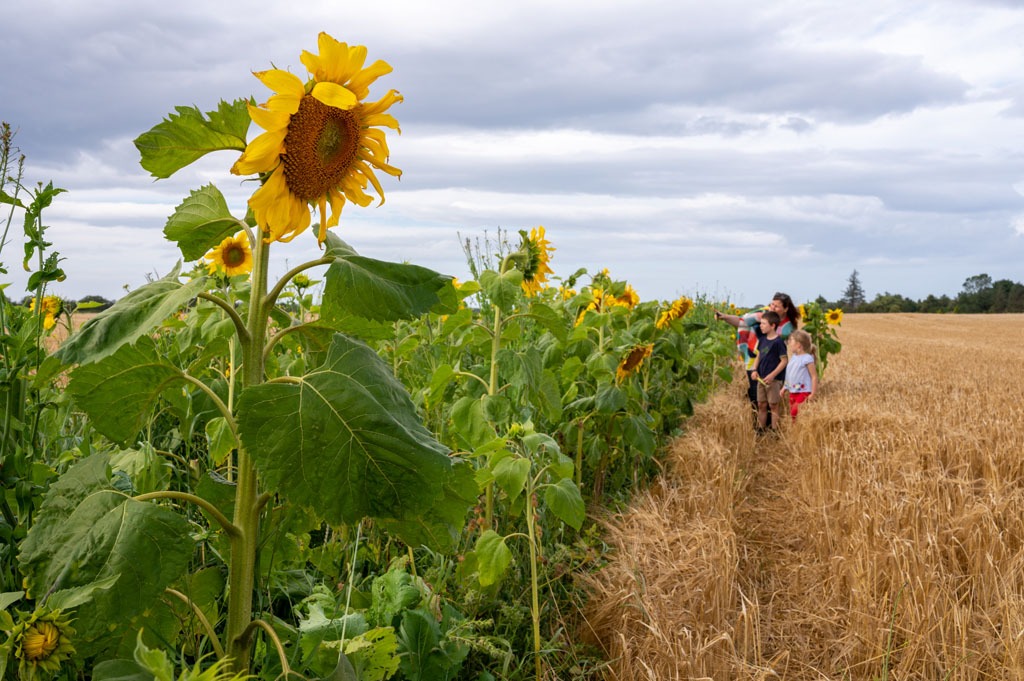 Sunflowers at Byres Farm