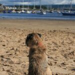 Picture of a dog on a beach