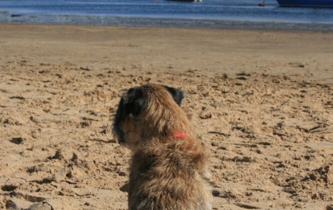 Picture of a dog on a beach