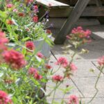 Picture of a picnic bench