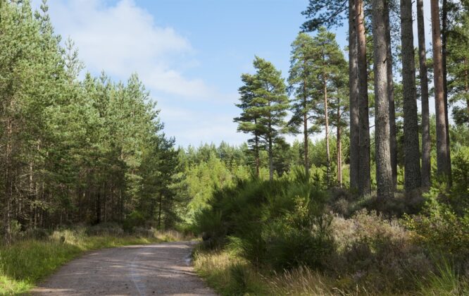 Culbin Forest Walk