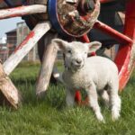 A lamb in front of a wheel