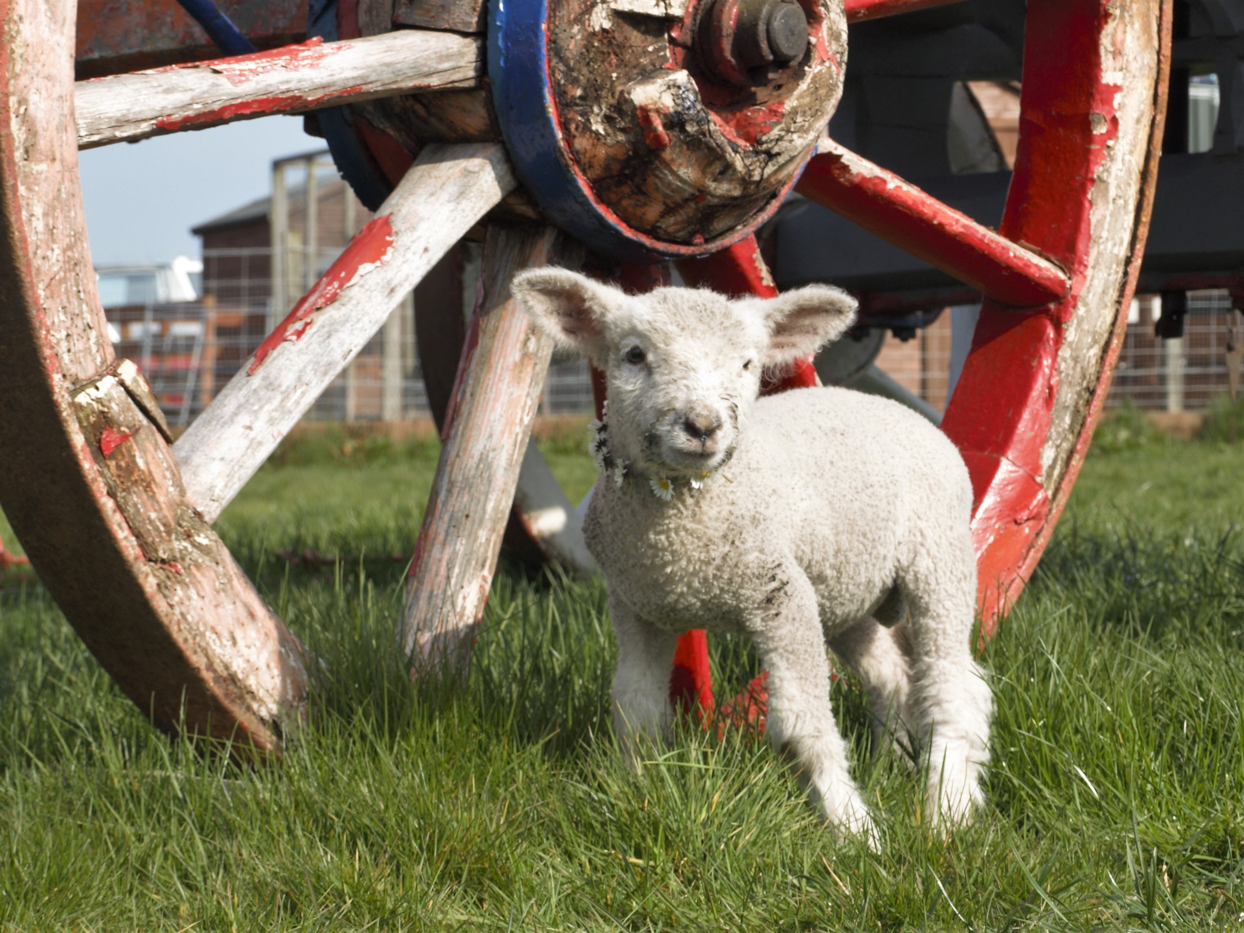 A lamb in front of a wheel