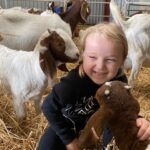 A child playing with lambs