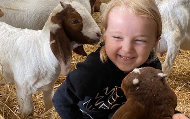 A child playing with lambs