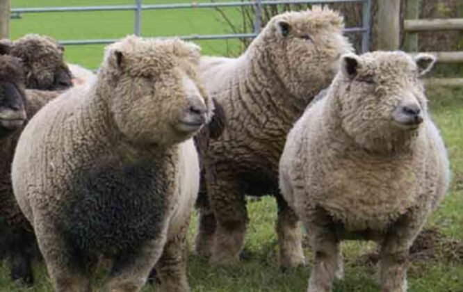 Three sheep