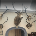 Deer Heads mounted on wall