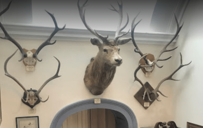 Deer Heads mounted on wall