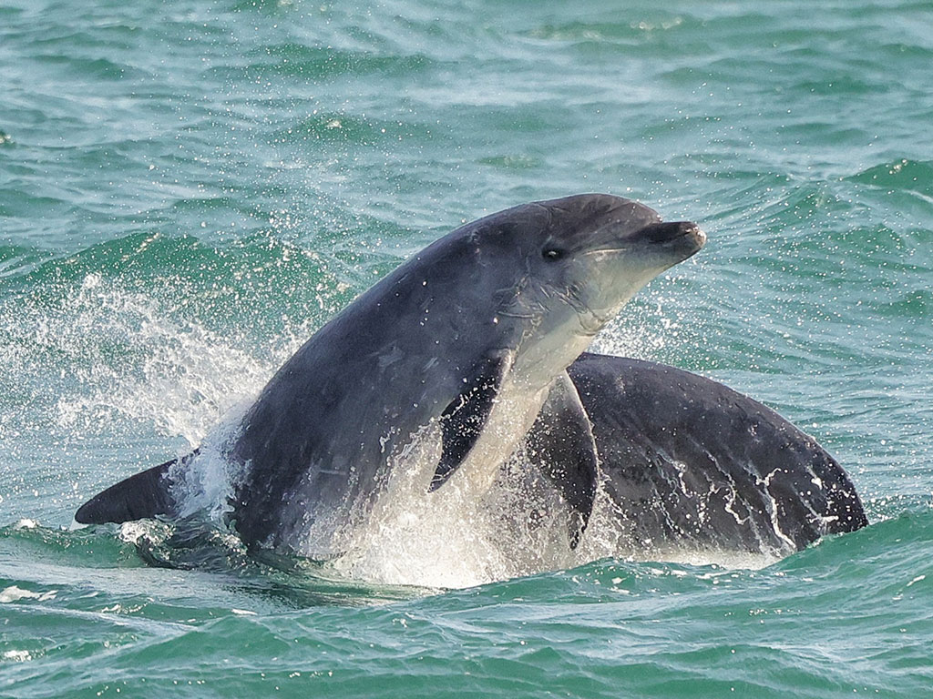 Dolphins in the Moray Firth (C) Steve Truluck