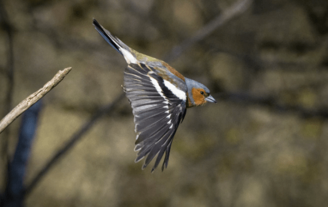 A chaffinch flying