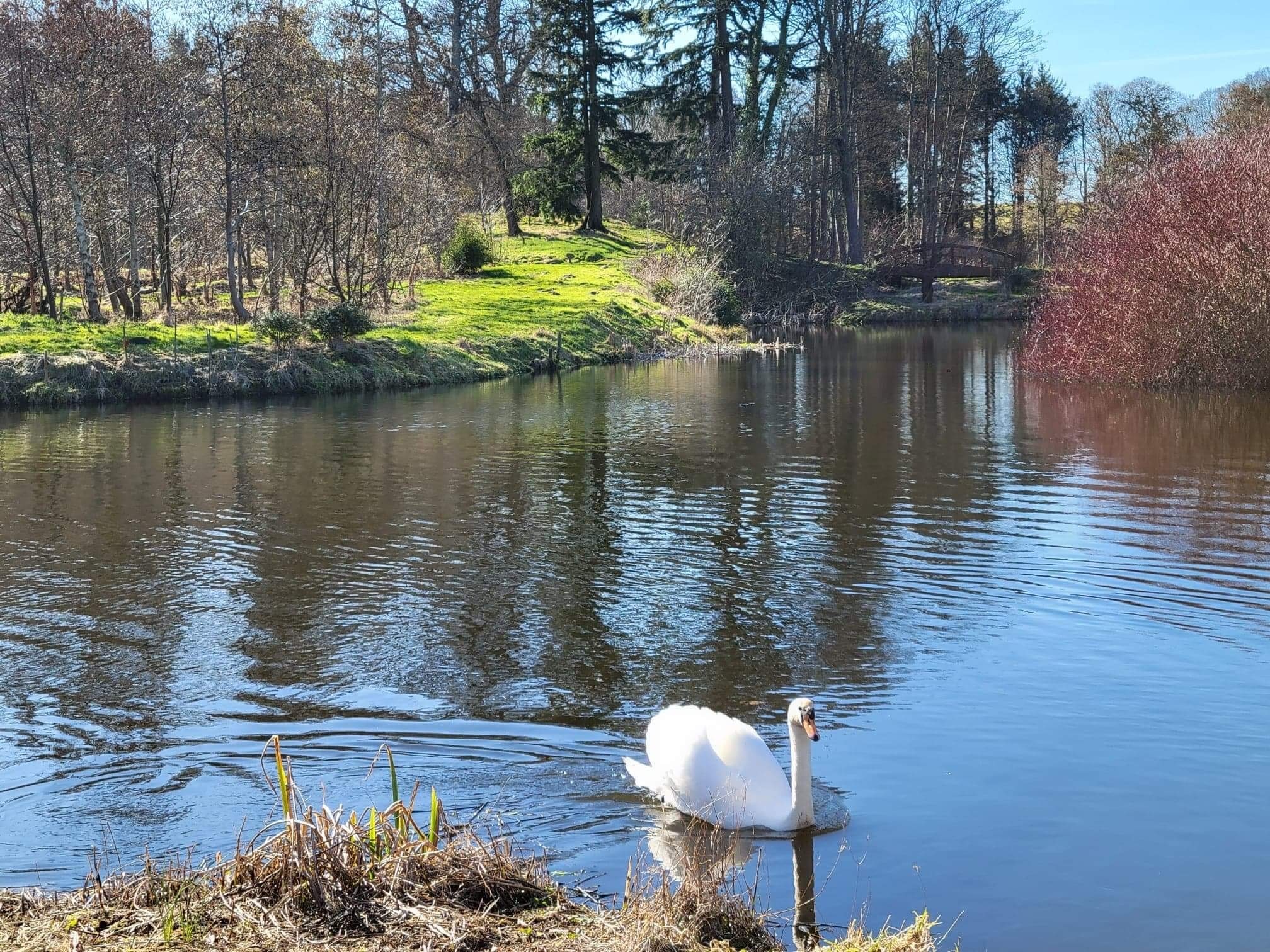 Burgie Arboretum Swan