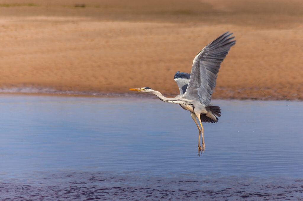 Heron Takes off from River Lossie