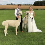 happy ever alpaca wedding