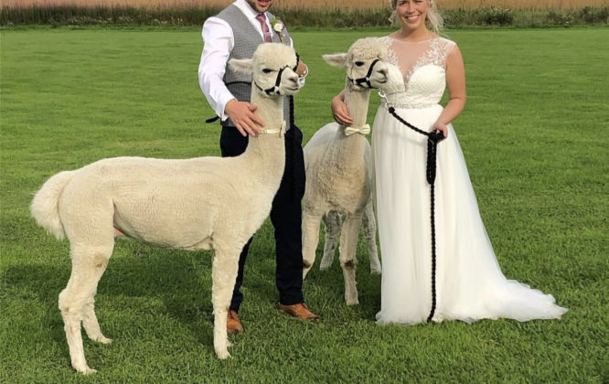 happy ever alpaca wedding