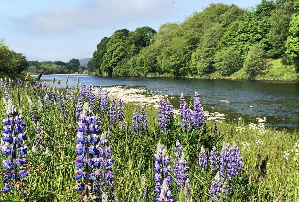 flowers in front of the river spey