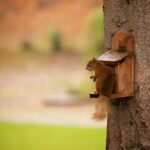 Picture of Speyside Gardens Squirrel