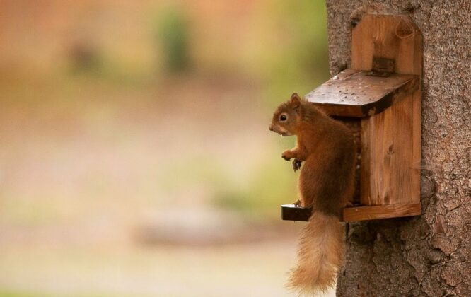 Picture of Speyside Gardens Squirrel